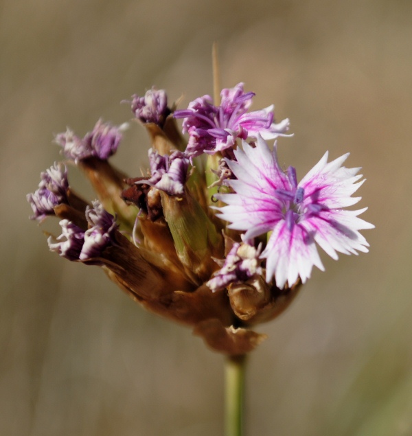 Dianthus balbisii ??