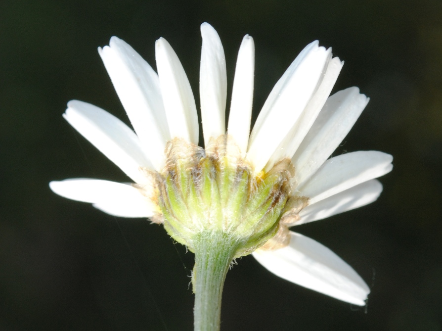 Anthemis sp.