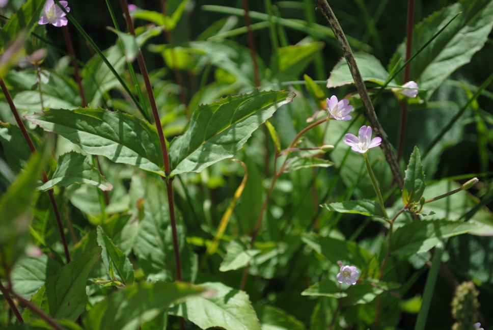 Epilobium montanum