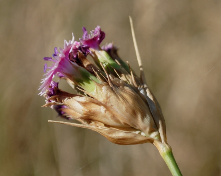 Dianthus balbisii ??