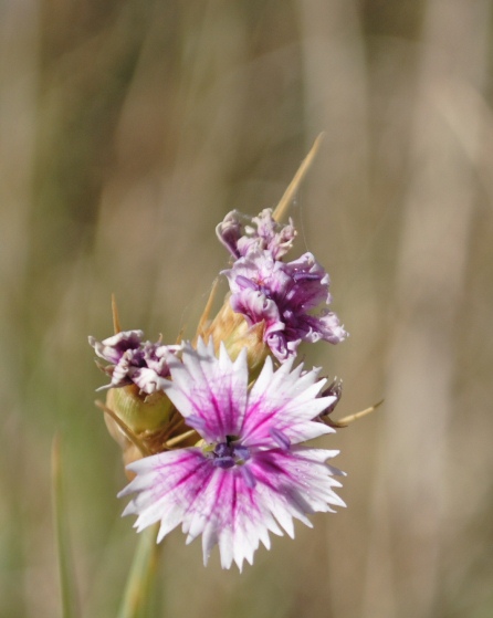 Dianthus balbisii ??