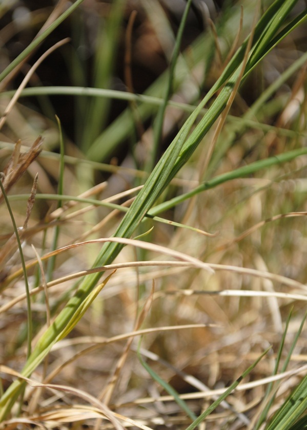 Dianthus balbisii ??