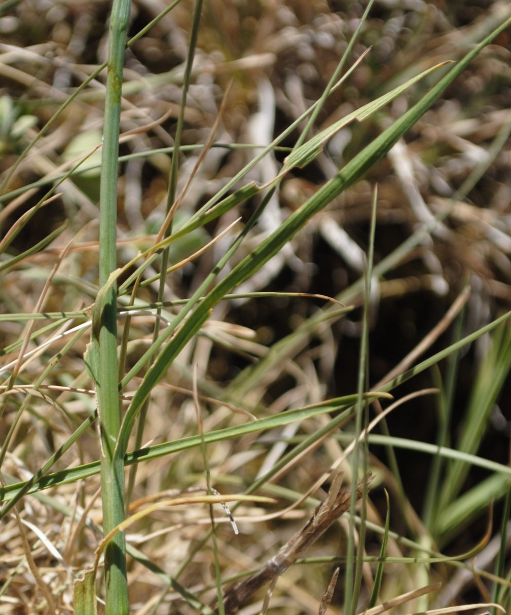 Dianthus balbisii ??
