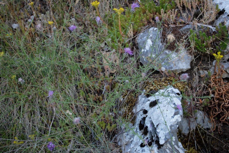 Centaurea ambigua / Fiordaliso d''Abruzzo