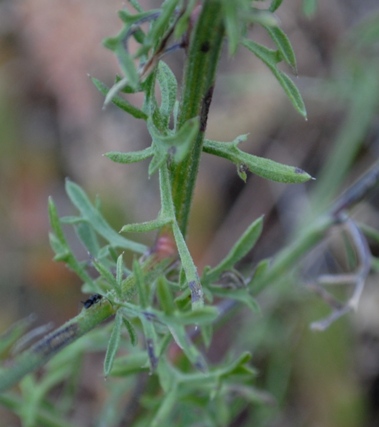 Centaurea ambigua / Fiordaliso d''Abruzzo