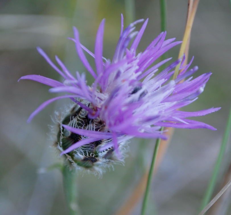 Centaurea ambigua / Fiordaliso d''Abruzzo