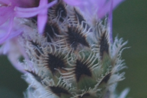 Centaurea ambigua / Fiordaliso d''Abruzzo