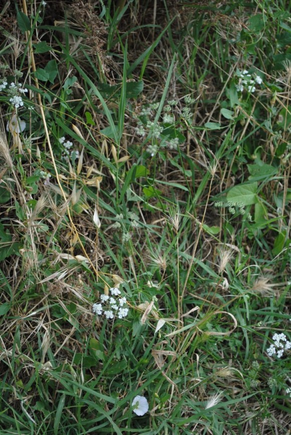 Torilis arvensis / Lappolina canaria