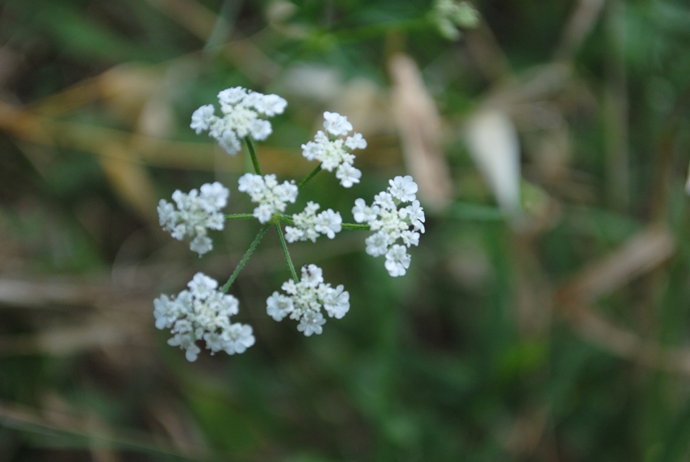 Torilis arvensis / Lappolina canaria