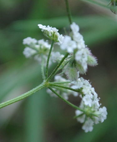 Torilis arvensis / Lappolina canaria
