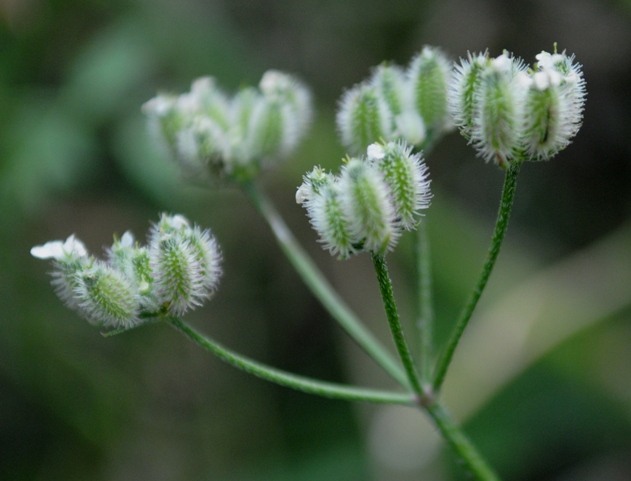 Torilis arvensis / Lappolina canaria