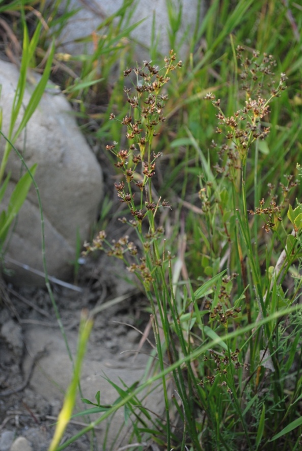 Juncus articulatus