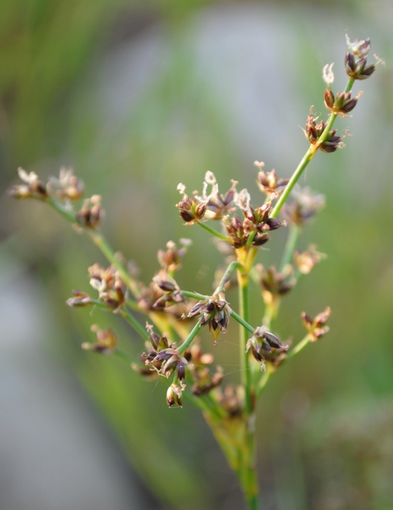 Juncus articulatus