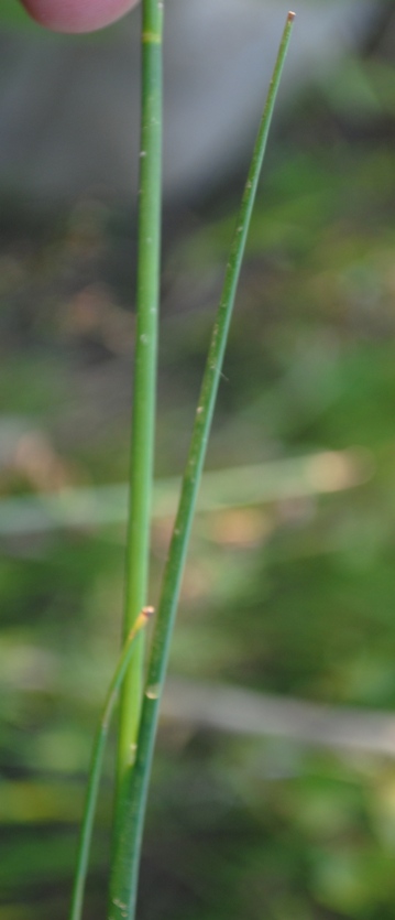 Juncus articulatus