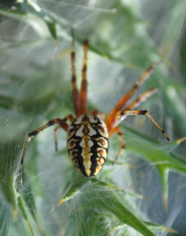 Neoscona adianta