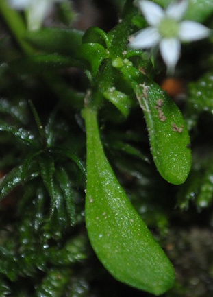 Sedum cepaea