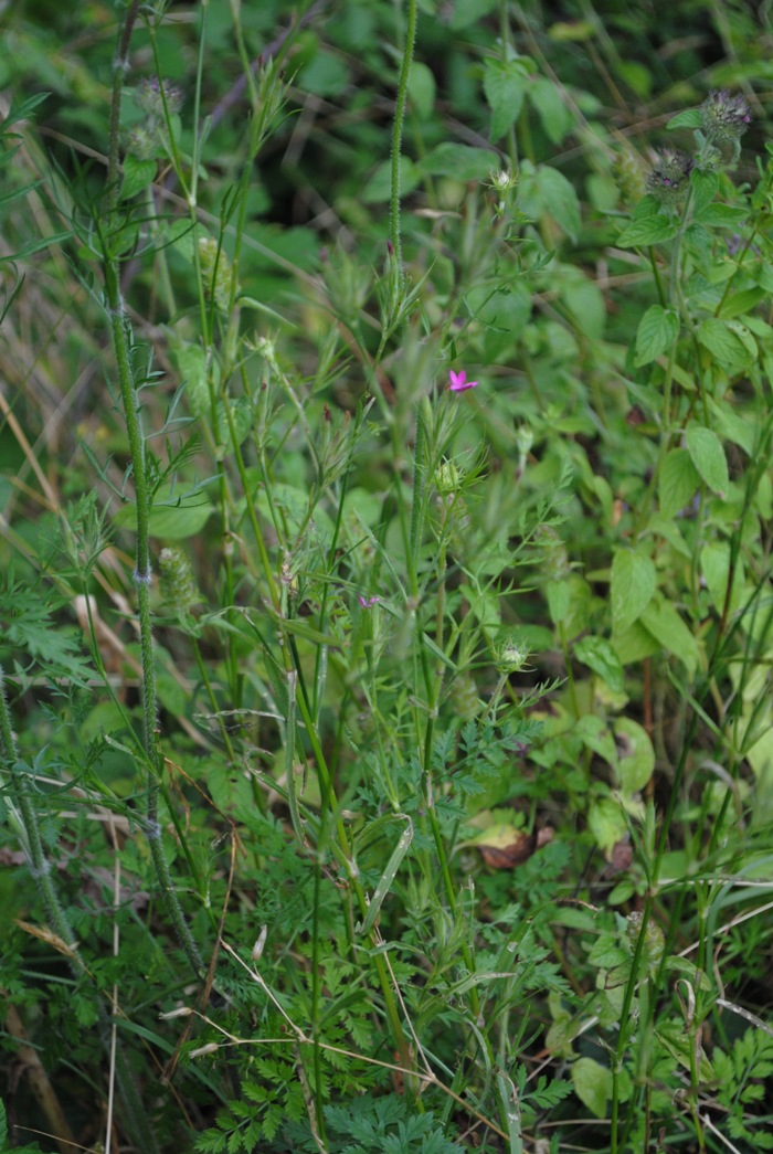 Dianthus armeria / Garofano a mazzetti