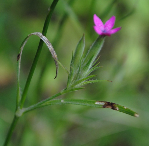 Dianthus armeria / Garofano a mazzetti