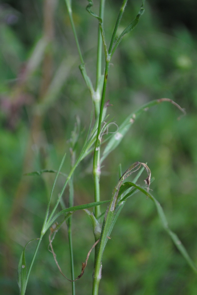 Dianthus armeria / Garofano a mazzetti