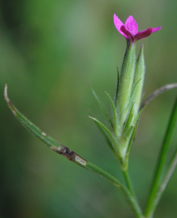 Dianthus armeria / Garofano a mazzetti