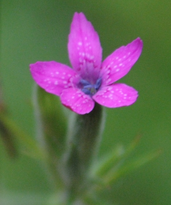 Dianthus armeria / Garofano a mazzetti