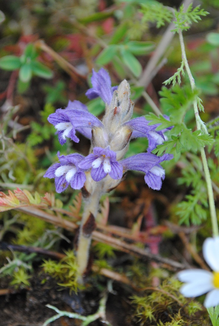 Orobanche ramosa?