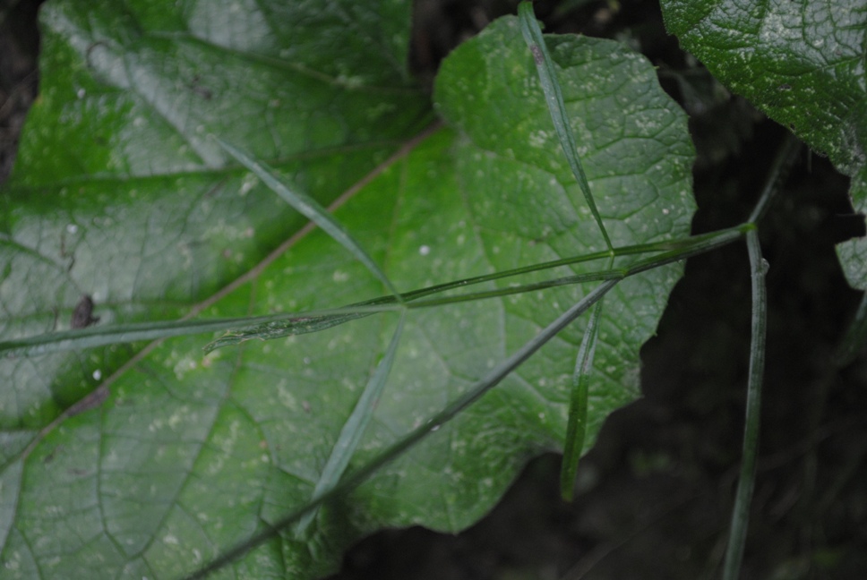 Oenanthe pimpinelloides / Finocchio acquatico comune