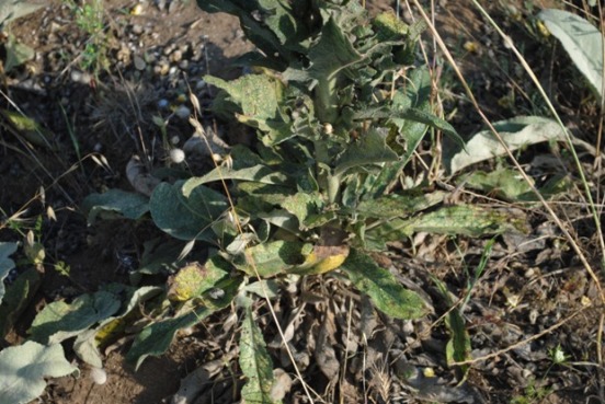 Verbascum