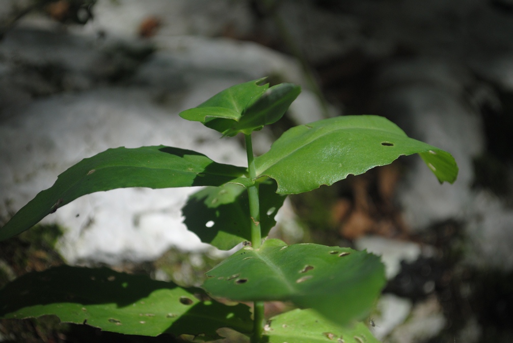 Hylotelephium maximum / Borracina massima