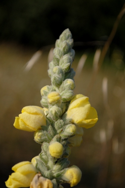 Verbascum