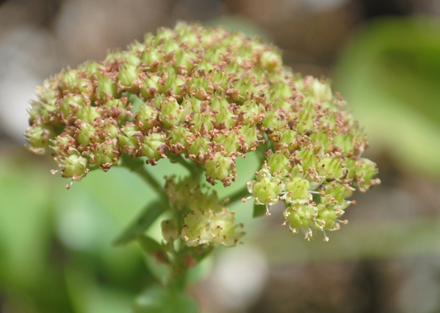 Hylotelephium maximum / Borracina massima