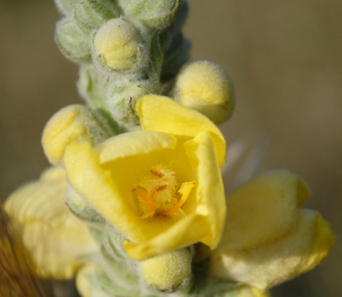 Verbascum