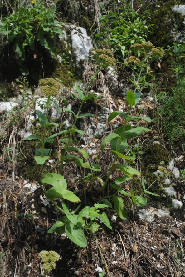 Hylotelephium maximum / Borracina massima