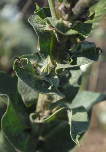 Verbascum