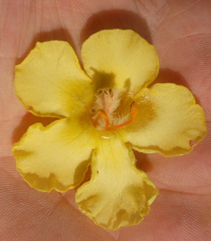 Verbascum