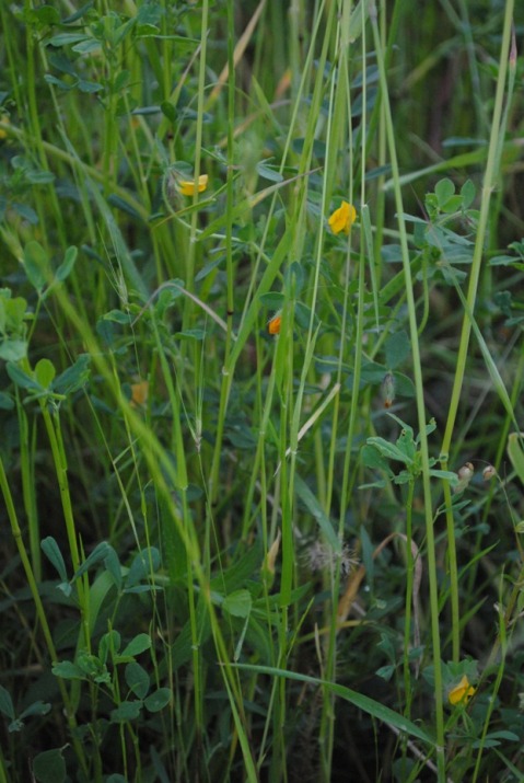 Lotus edulis / Ginestrino commestibile