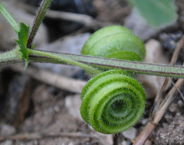 Medicago scutellata / Erba medica scudata