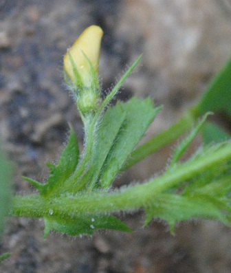Medicago scutellata / Erba medica scudata