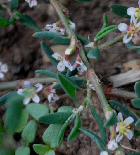 Polygonum