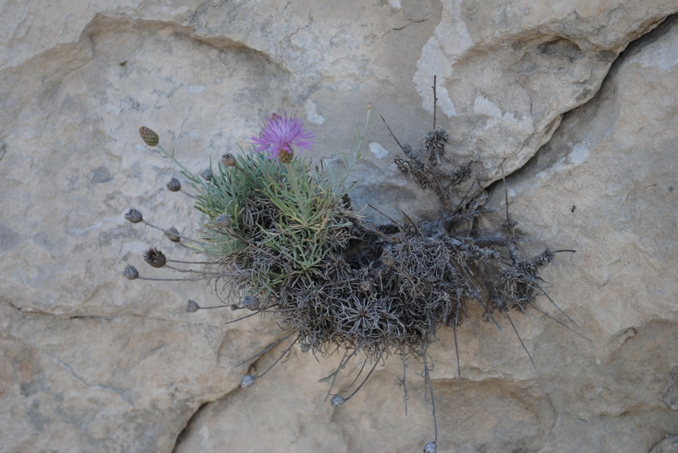 Centaurea subtilis / Fiordaliso garganico