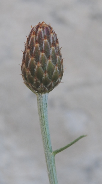 Centaurea subtilis / Fiordaliso garganico