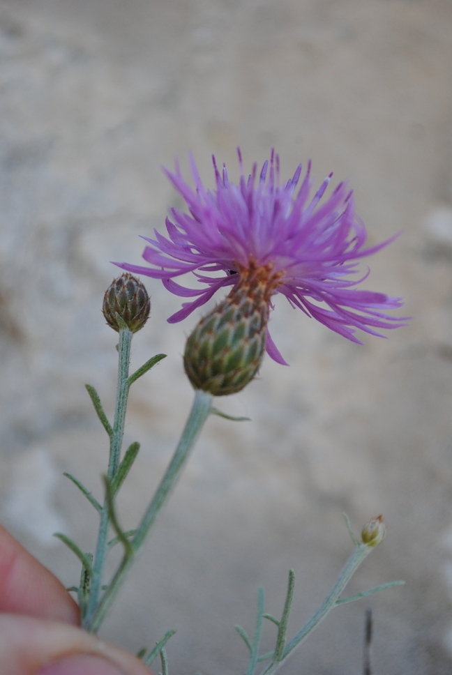 Centaurea subtilis / Fiordaliso garganico