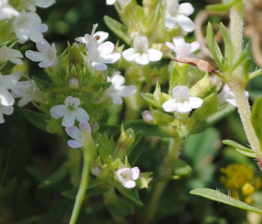 Quale Thymus?