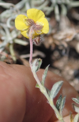 Helianthemum sp.