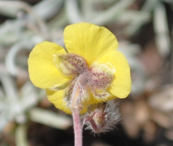 Helianthemum sp.