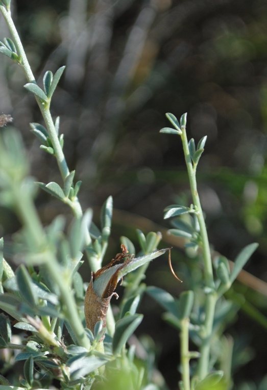 Arbusto - cfr Cytisus spinescens
