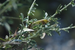 Arbusto - cfr Cytisus spinescens