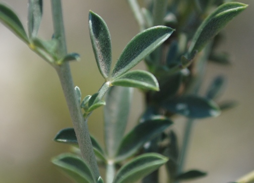 Arbusto - cfr Cytisus spinescens