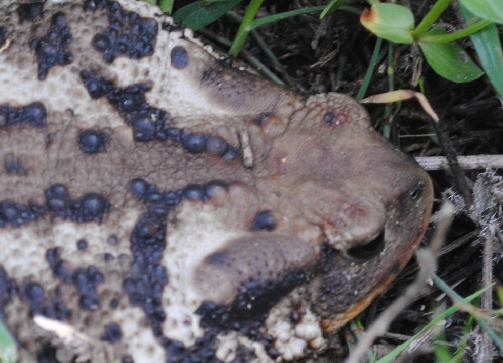Bufo bufo
