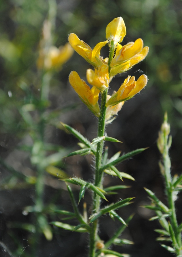 da determinare - Genista cfr.sylvestris